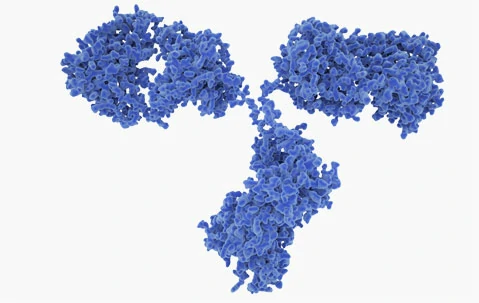 High-Performance Humanized Control Antibodies to Advance Infectious Disease Diagnostics