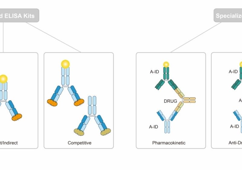 Custom ELISA Kit Development Services for Biopharmaceutical and Diagnostic Research